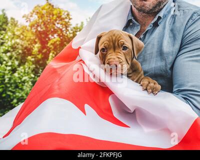 Attraktiver Mann hält einen charmanten Welpen auf einem Hintergrund von blauem Himmel an einem klaren, sonnigen Tag. Im Freien, Nahaufnahme. Nationales Urlaubskonzept Stockfoto