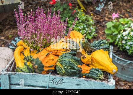 Verschiedene kleine reife Kürbisse und herbstliche Blumen als Dekoration in Ein Holzkorb Stockfoto