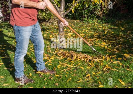 Mann, der in seinem Garten bunte, gefallene Blätter in der aufrakst Fallen Stockfoto