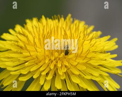 Bug im gelben Sandelionenblumenmakro Detail Stockfoto