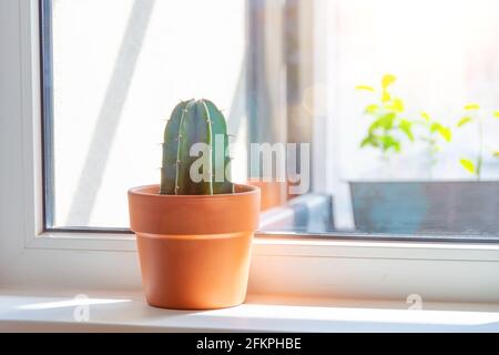 Kaktus in einem Tontopf Pflanze auf dem Fensterbrett von Ein sonnendurchflutete Zimmer Stockfoto