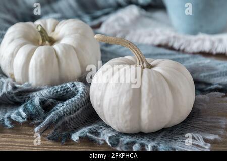 Zwei weiße Mini-Kürbisse mit einem Wollschal auf einem Holztisch, Herbstdeko Stockfoto