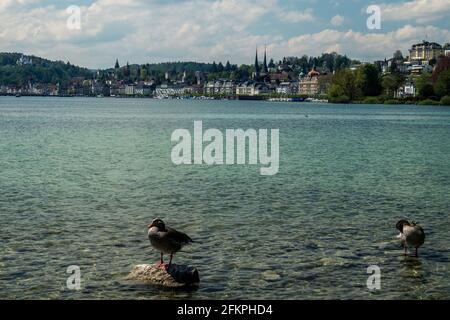 Landschaftsansicht des Sees und der Stadt Luzern mit wilden Enten im Vordergrund, aufgenommen in Luzern, schweiz Stockfoto