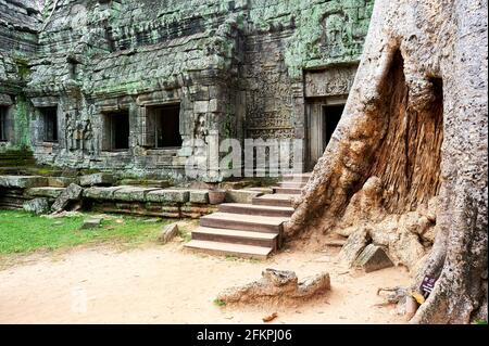 Wurzeln eines Spungs, der entlang der Dschungeltempel von Ta Prohm läuft. Siem Reap. Kambodscha Stockfoto