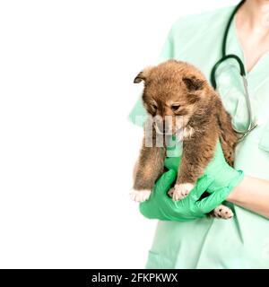 Untersuchung in der Tierarztklinik eines reinrassigen Hundes, eines Haustieres, eines Mongrels. Veterenar hält ein kleines Haustier in seinen Armen Stockfoto
