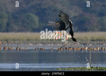 Der Große Adjutant Storch Bird Landet Im Feuchtgebiet Stockfoto