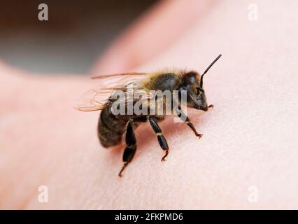 Dunkle Biene sitzt auf einer Hand. Nahaufnahme von Insekten. APIs mellifera. Makrofotografie. Stockfoto