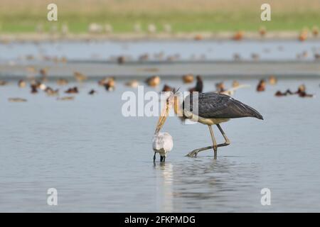 Der Kleine Adjutant Storch Und Der Schwarzkopf-Ibis-Vogel Füttern Im Feuchtgebiet Stockfoto