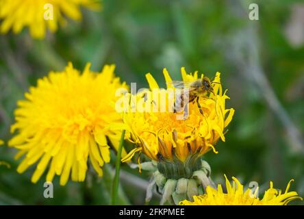 Die Biene sammelt Nektar und Pollen auf einer gelben Dandelionenblume. Insekten mit Flügeln. APIs mellifera. Grüner Hintergrund einer Wiese. Stockfoto