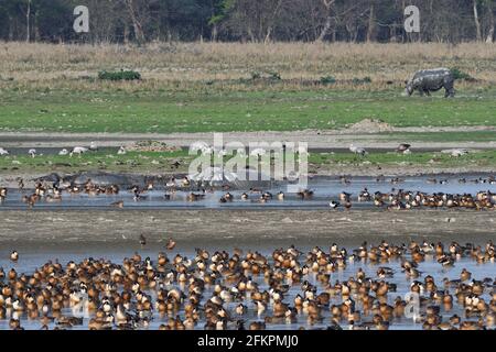 Blick Auf Das Pobitora Wildlife Sanctuary Mit Verschiedenen Vogelarten, Greater One Horned Rhino Und Wild Water Buffalo Stockfoto