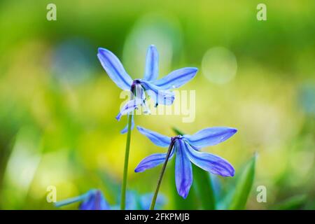 Feine blaue Blüten von Tintenkill, scilla. Hellgrüner Hintergrund. Nahaufnahme der Frühlingsblumen. Makrofotografie. Stockfoto