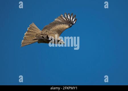 Ein Schwarzohrkite, der über die mongolische Steppe in Dornod Aimag fliegt. Stockfoto