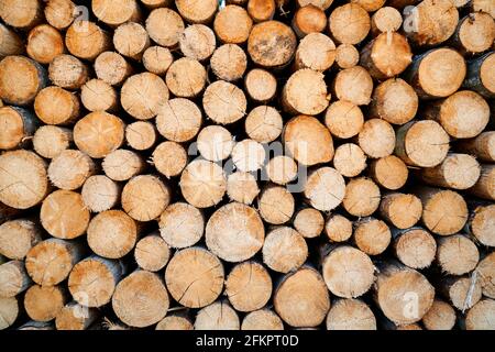 Gestapelte Baumstämme liegen zum Trocknen im Wald. Forstwirtschaft. Oberfläche von gesägtem Holz. Holzhintergründe Stockfoto