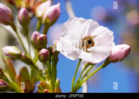 Feine rosafarbene Blüten der japanischen Kirsche. Blühender Baum im Frühling. Kirschblüte eines Obstbaums. Prunus serrulata. Hintergrund mit Blumen Stockfoto