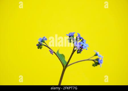 Blaue kleine Blumen des Kaukasus vergessen-mich-nots in der Nahaufnahme. Makroaufnahme von Blumen mit gelbem Hintergrund. Brunnera macrophylla. Stockfoto