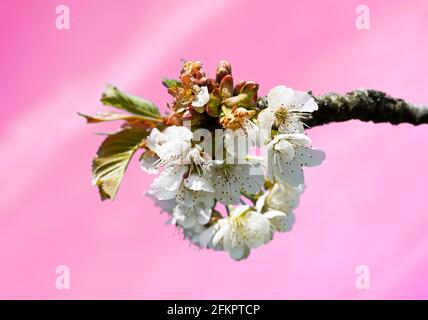 Weiße Kirsche blüht im Frühling. Rosa Hintergrund. Nahaufnahme eines blühenden Obstbaums. Stockfoto