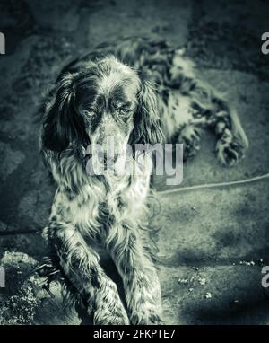 Ein alter, müder, streunender Hund in Schwarz und Weiß. Stockfoto