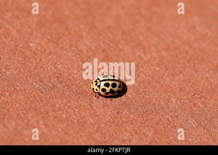 Kleiner gelber Marienkäfer auf braunem Hintergrund. Nahaufnahme von Insekten. Coccinelidae Stockfoto