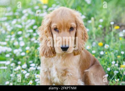 Kleiner Cocker Spaniel Hund mit einem schönen blonden Haar an Das grüne Gras Stockfoto