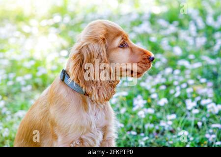 Kleiner Cocker Spaniel Hund mit einem schönen blonden Haar an Das grüne Gras Stockfoto
