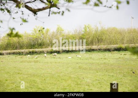 Schafschar auf einem Bauernfeld Stockfoto