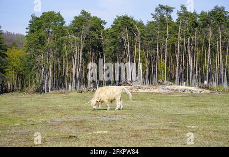 Schottisches Hochlandrind, Bos taurus taurus. Alte Rasse von Rindern aus Schottland mit langem Fell. Pflanzenfresser, Huftiere und gesellige Tiere. Stockfoto