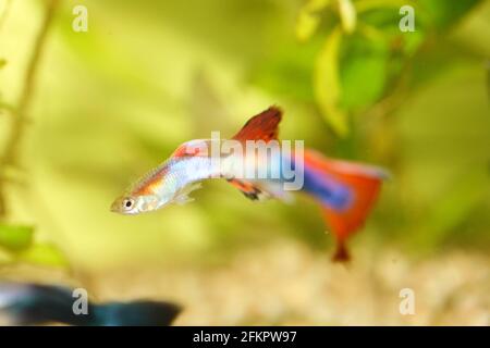 Ein männlicher Guppy (Poecilia reticulata), ein beliebter Süßwasseraquarienfisch Stockfoto