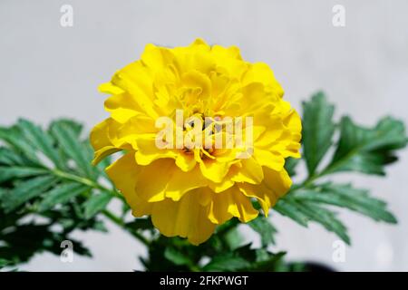 Nahaufnahme einer Ringelblume. Gelbe Blüten blühen im Sommer. Einfache, robuste Gartenpflanzen. Heller Hintergrund. Stockfoto