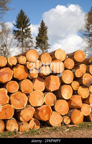 Baumstämme und Baumstämme stapelten sich nach dem Handel Baumfällarbeiten in Wäldern im Osmaston Park Estate Derbyshire England Stockfoto