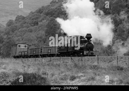 'Fiji' südlich von Bryn y Felin. Stockfoto