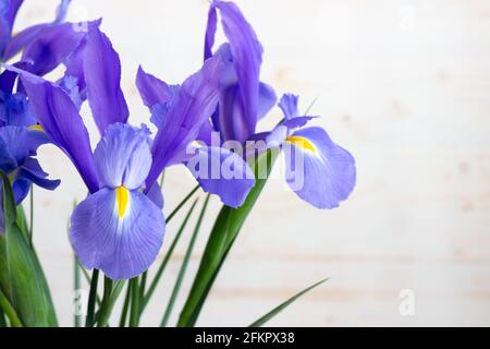 Bouquet von frischen Iris Blumen auf weißem Holz Hintergrund Stockfoto