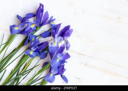 Gruppe von frischen Iris Blumen auf weißem Holz Hintergrund mit Speicherplatz kopieren Stockfoto