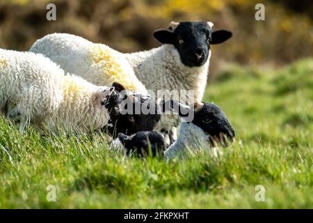 Nette schwarze Schafe Lämmer auf einem Feld in der Grafschaft Donegal - Irland. Stockfoto