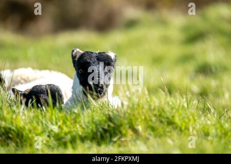 Nette schwarze Schafe Lämmer auf einem Feld in der Grafschaft Donegal - Irland. Stockfoto