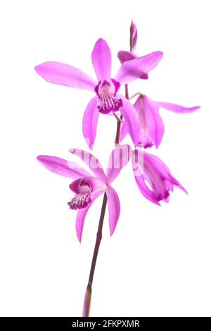 Bletilla striata Blumen isoliert auf weißem Hintergrund Stockfoto