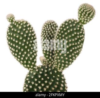 Bunny Ears Kaktus isoliert auf weißem Hintergrund Stockfoto