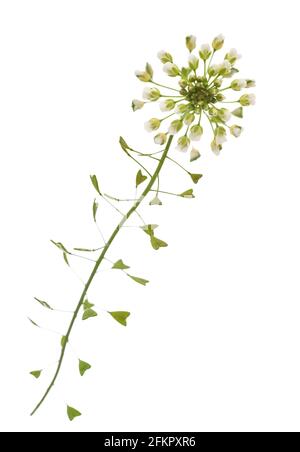 Hirtentasche (Capsella bursa-pastoris) isoliert auf weiß Stockfoto