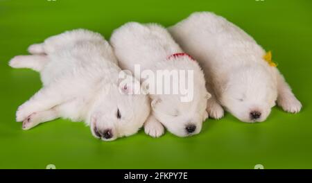 Drei kleine, einen Monat alte, süße, weiße Samoyed Welpen Hunde Stockfoto