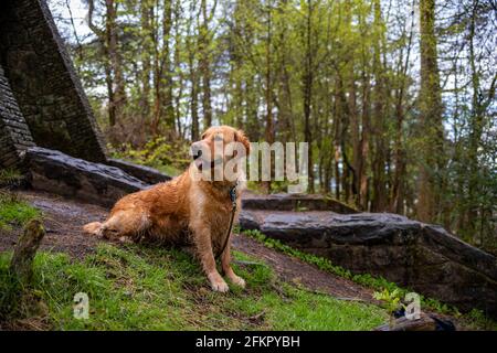 golden Retriever Hund saß auf dem Gras Bank nassen Fell Nach einem Spaziergang auf dem Land Stockfoto