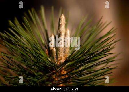 WA19529-00...WASHINGTON - Kiefernnadeln mit einer Birghtkerze und Zapfen in der Mitte, die neues Wachstum auf dem Baum zeigen. Fotografiert mit einem Lensbaby Vel Stockfoto