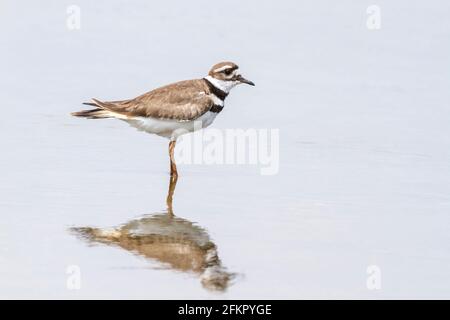 killdeer, Charadrius vociferus, alleinstehender Erwachsener am nassen Strand, Kuba Stockfoto