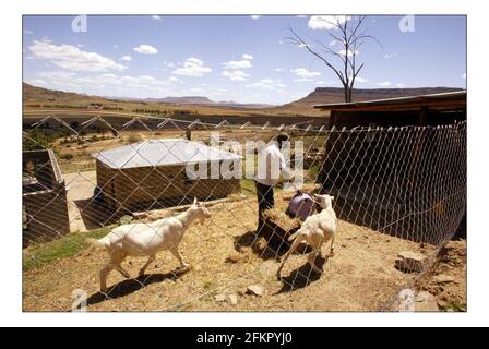 Weihnachten APPEALSenden Sie eine Kuh--- die vernarbte raue Landschaft in Lesotho. Wo niedrige Niederschläge und schwere Erosion macht Anbau von Pflanzen oder Fütterung einer Familie eine kontinuierliche bergauf kämpfen. Foto von David Sandison November 2004 Stockfoto