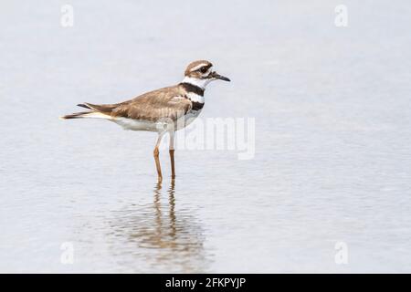 killdeer, Charadrius vociferus, alleinstehender Erwachsener am nassen Strand, Kuba Stockfoto