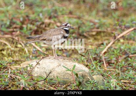 killdeer, Charadrius vociferus, alleinerziehend auf kleinem Stein stehend, Kuba Stockfoto