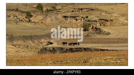 Weihnachten APPEALSenden Sie eine Kuh--- die vernarbte raue Landschaft in Lesotho. Wo niedrige Niederschläge und schwere Erosion macht Anbau von Pflanzen oder Fütterung einer Familie eine kontinuierliche bergauf kämpfen. Foto von David Sandison November 2004 Stockfoto