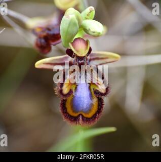 Venusspiegelorchidee (Ophrys speculum). Das Hotel liegt in unbebauten Wiesen in Munilla, La Rija, Spanien. Stockfoto
