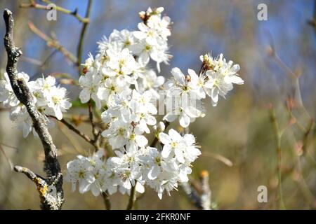 Bouquet von weißen Blüten von Prunus spinosa. Wilde Pflaume mit blühenden Zweigen. Sonniger Tag in Munilla, La Rija, Spanien. Stockfoto