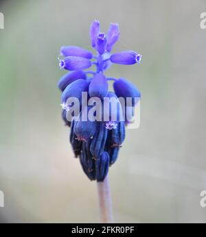 Dunkelblaue Blüten von Muscari vernachlässctum. Pflanze befindet sich neben einem Waldweg in Munilla, La Rja, Spanien. Stockfoto
