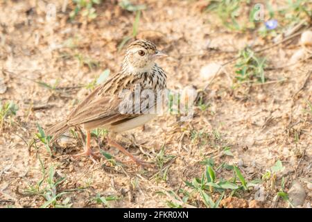 Jerdon-Lerche oder Jerdon-Busch-Lerche, Mirafra affinis, alleinstehender Erwachsener auf sandigen Böden, Sri Lanka Stockfoto