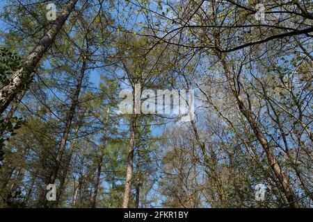 Bäume in einem Wald mit aufkeimenden, leuchtend grünen Blättern im frühen Frühjahr, die oben zusammenlaufen. Frühlingsfoto mit blauem Himmel von unten gesehen Stockfoto